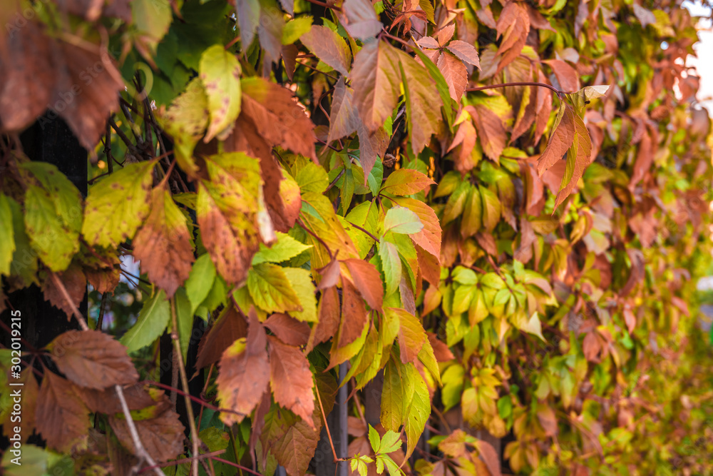 Background texture of yellow leaves, autumn leaf background. Autumn forest landscape. Outdoor autumn concept. Beautiful autumn park Background texture of yellow leaves, autumn leaf background. Autumn forest landscape. Outdoor autumn concept. Beautiful autumn park