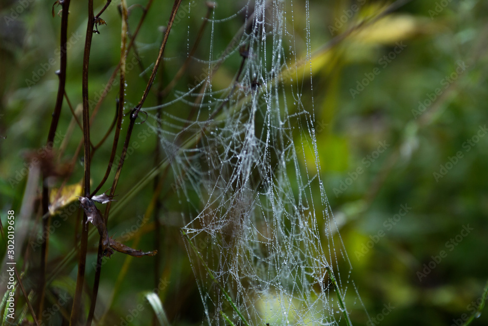 fein gewebtes Spinnennetz mit morgentlichen Tau