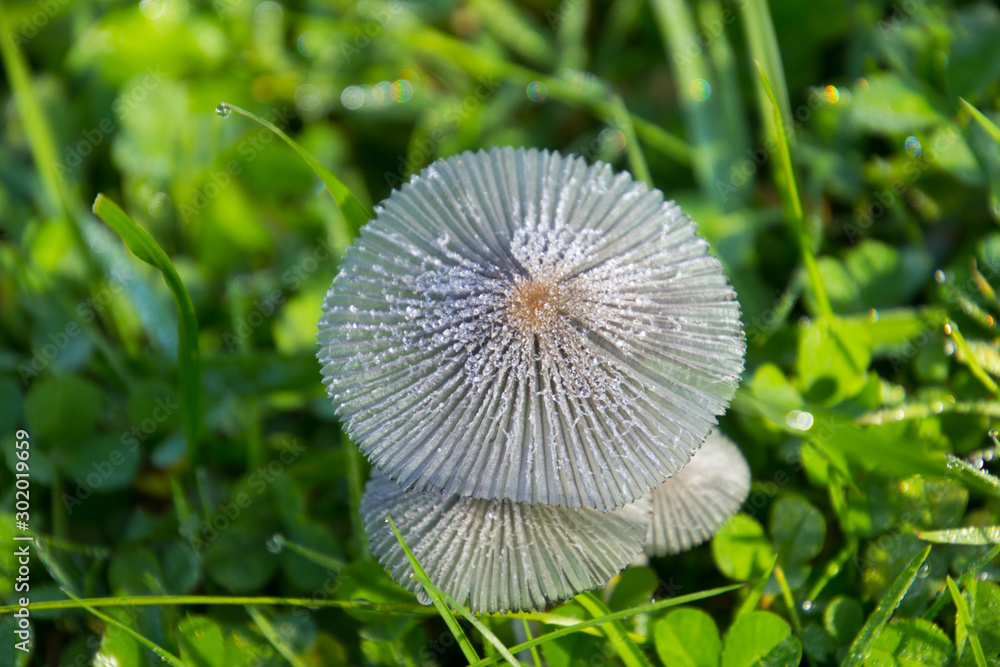 Pilz mit Tautropfen Pilz mit Tautropfen
