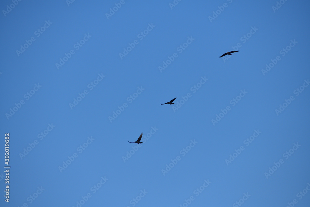 Silhouette Flock of common ravens black flies in the sky Silhouette Flock of common ravens black flies in the sky
