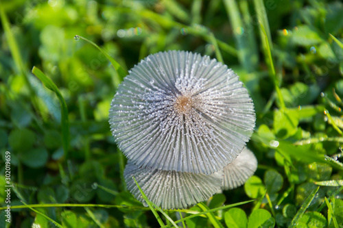 Pilz mit Tautropfen