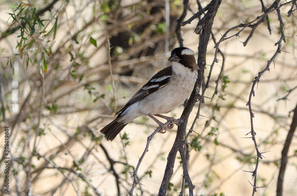 Républicain social,.Philetairus socius, Sociable Weaver, Parc national Kalahari Gemsbok, parc transfrontalier de Kgalagadi, Afrique du Sud Républicain social,.Philetairus socius, Sociable Weaver, Parc national Kalahari Gemsbok, parc transfrontalier de Kgalagadi, Afrique du Sud