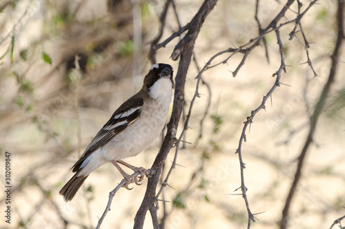 Républicain social,.Philetairus socius, Sociable Weaver, Parc national Kalahari Gemsbok, parc transfrontalier de Kgalagadi, Afrique du Sud © JAG IMAGES