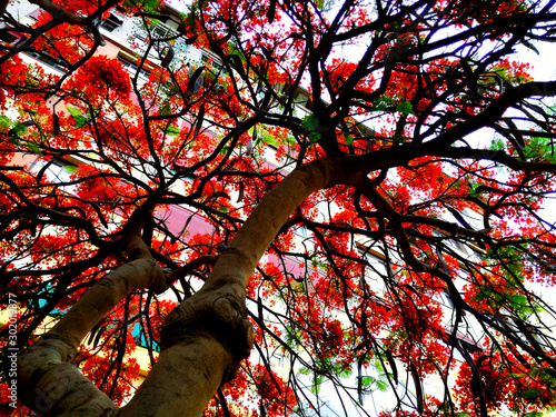 Foto Flowered Locus Tree