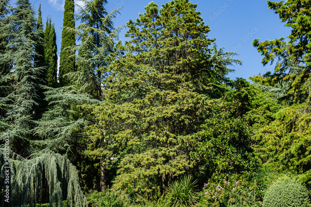 Cedrus Atlantica Glauca and Weeping Blue Atlas cedar (Cedrus atlantica Glauca Pendula in Paradise landscape park in Crimea. Aivazovsky sanatorium in Partenit. Evergreen cypress trees grow everywhere. Cedrus Atlantica Glauca and Weeping Blue Atlas cedar (Cedrus atlantica Glauca Pendula in Paradise landscape park in Crimea. Aivazovsky sanatorium in Partenit. Evergreen cypress trees grow everywhere.