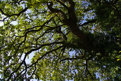 Rami e foglie della quercia