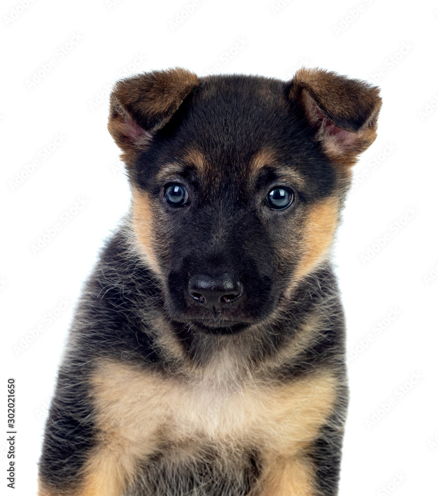 Nice puppy with blue eyes Nice puppy with blue eyes