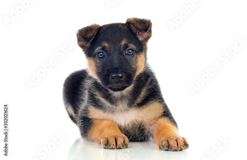 Nice puppy with blue eyes