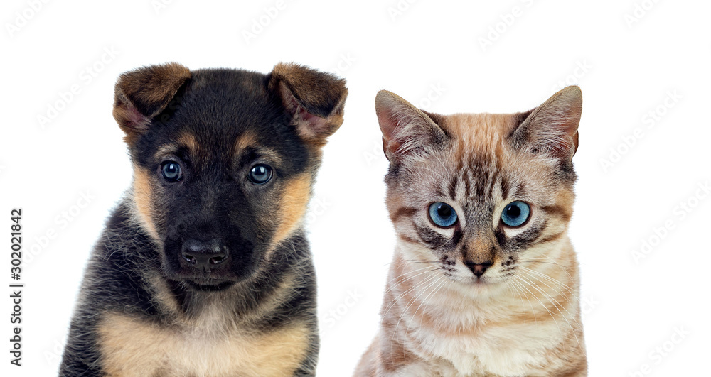 Two beautiful pets Two beautiful pets