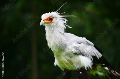 Exotischer Vogel © makera