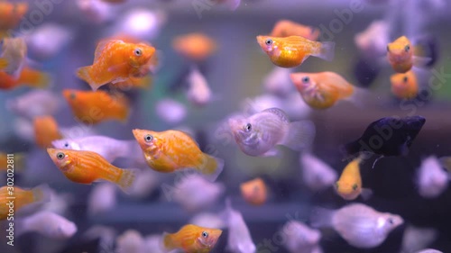 balloon fish in fish tank photo