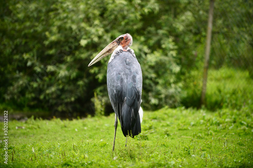 Vogel