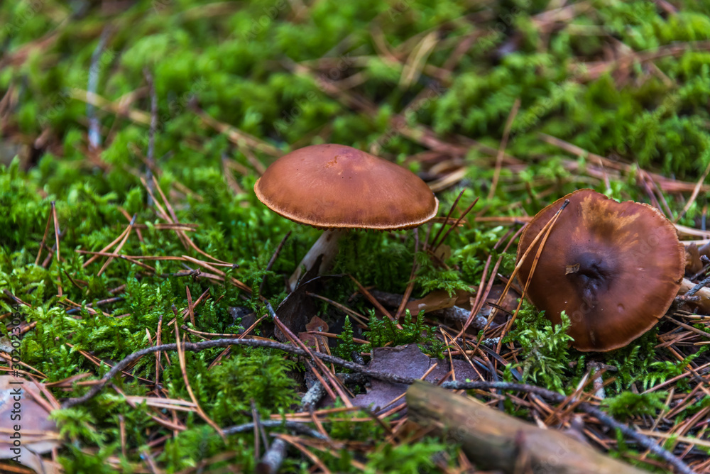 Brown Late Autumn Mushrooms in a Forest Brown Late Autumn Mushrooms in a Forest