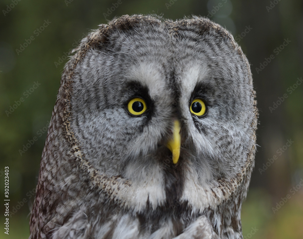 Close-up portrait of a yellow-eyed owl owl in a natural habitat Close-up portrait of a yellow-eyed owl owl in a natural habitat