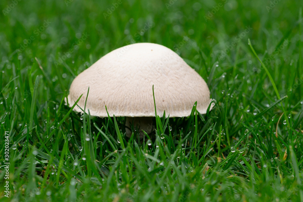 Wiesenchampion (Agaricus campestris), Feldergerling, Wiesenegerling, Nordrhein-Westfalen ...
