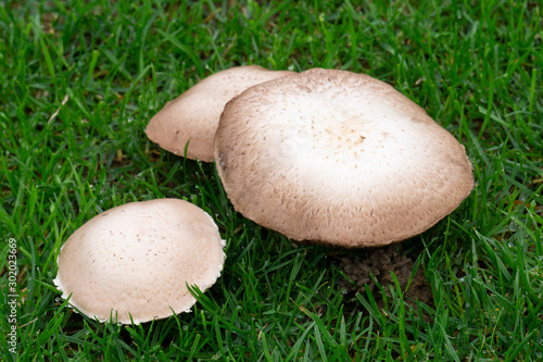 Wiesenchampion (Agaricus campestris), Feldergerling, Wiesenegerling, Nordrhein-Westfalen, Deutschland, Europa photo