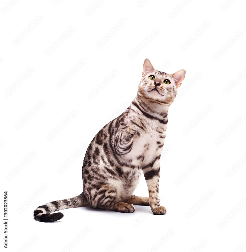 Beautiful young Bengali cat on a white background