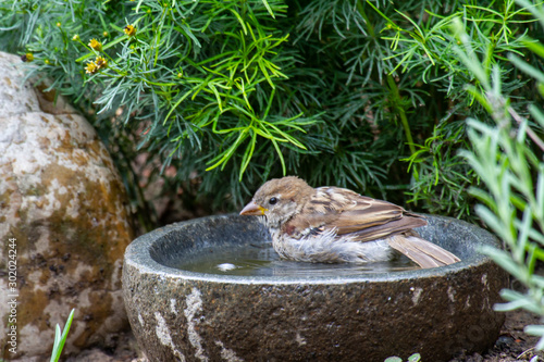 a sparrow bathing in a stony bird bath