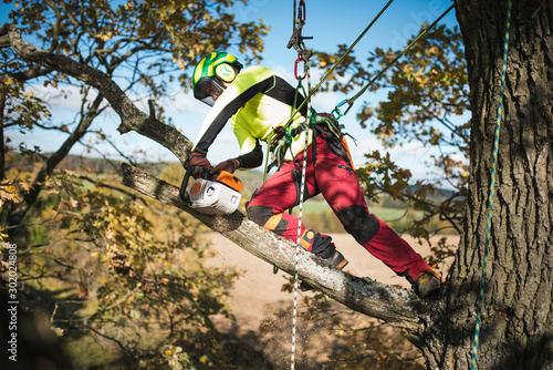 Arborist man cutting a branches with chainsaw and throw on a ground. The worker with helmet working at height on the trees. Lumberjack working with chainsaw during a nice sunny day. 