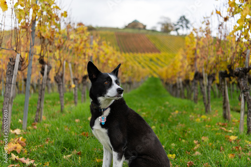 Happy dog in vineyard