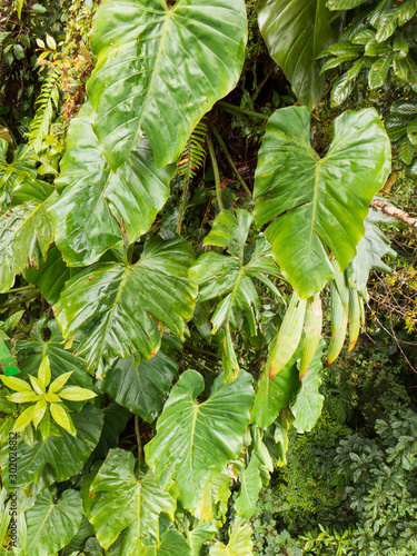 Bei dem Philodendron handelt es sich um immergrüne, ausdauernde Pflanzen, die als Wurzelkletterer wachsen können. Sie können Wuchshöhen von bis zu 6 Metern erreichen. Auch Zimmerpflanze. Epiphyt photo