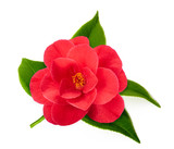 Red camellia flower