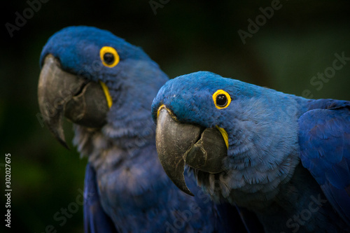 Hyacinth Macaw portrait in nature 