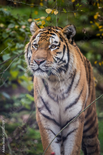 Siberian Tiger portrait in nature	