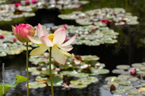 Tall delicate pink white and yellow Lotus flowers.