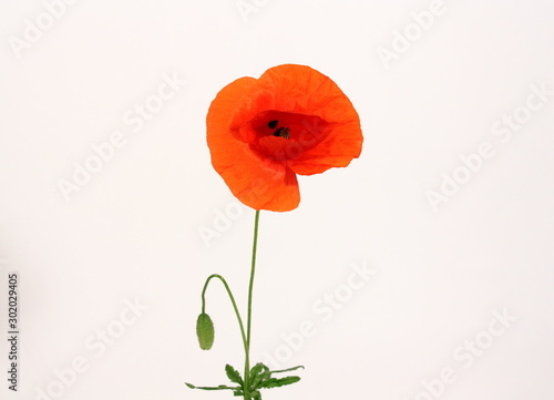Fototapeta Naklejka Na Ścianę i Meble -  papavero rosso in fioritura