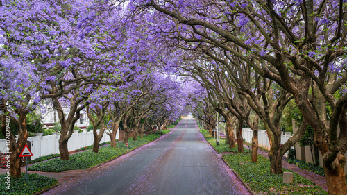 Tall Jacaranda trees lining the street of a Johannesburg suburb in the afternoon sunlight