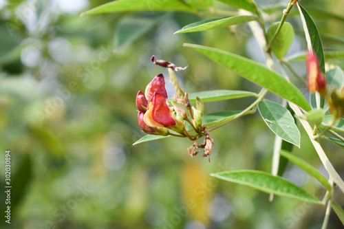 Pigeon pea red flower with leaves and green background photo