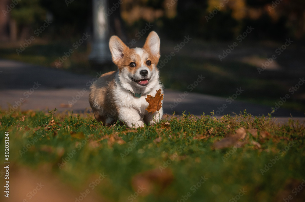 cute red puppy welsh corgi is running in fall park. Dog in autumn forest with colorful leaves cute red puppy welsh corgi is running in fall park. Dog in autumn forest with colorful leaves
