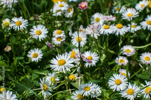Wild daisies blossomed on rural meadow closeup as natural floral background