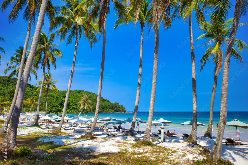 Sandy beach on the bay, tall palm trees, blue sky, sun loungers for relaxation and sunbathing under umbrellas, Phu Quoc island, Vietnam