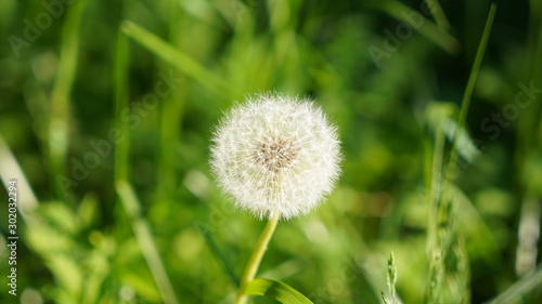 Dandelion on green background of grass