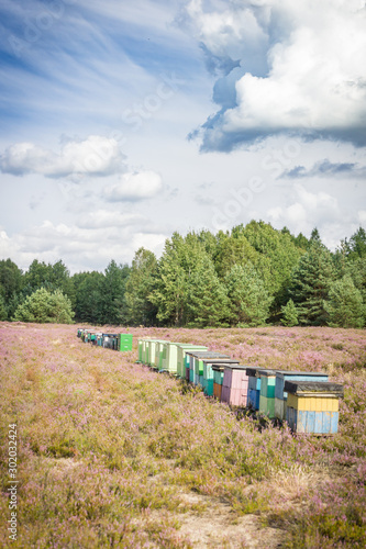 Apiary on the moors. Beehives with bees on the background of purple flowers. A beautiful sunny day.