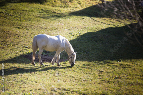 White horse on green meadow