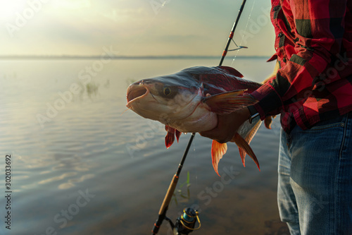 Tableau sur toile A man holding out a big Pangasius fish that he caught