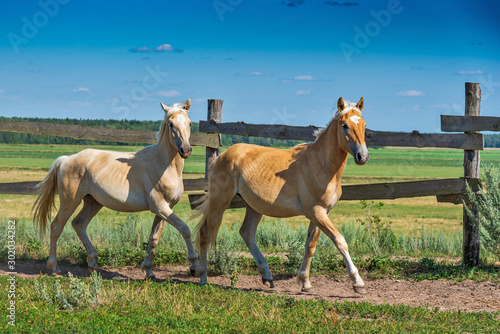 A pair of horses frolic in the paddock. Photographed in the summer afternoon.