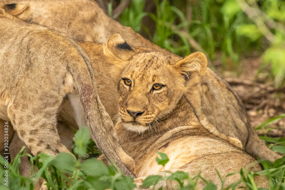Naklejka premium Lion cub ( Panthera Leo Leo) looking alert, Madikwe Game Reserve, South Africa.