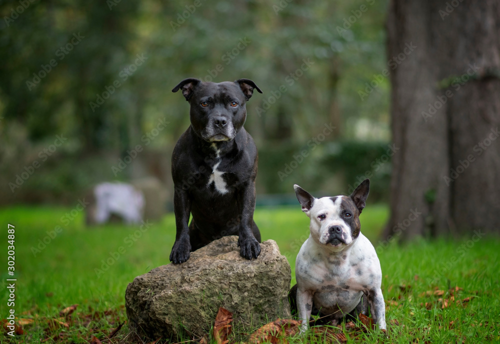Staffies in the park