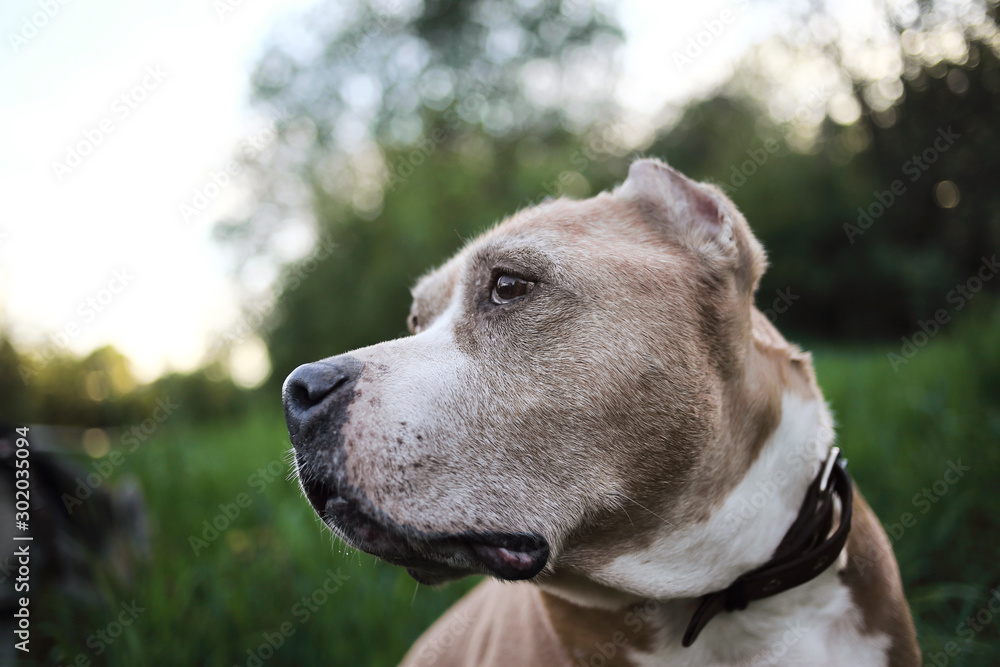 Tranquil Staffordshire Bull Terrier among green plants at nature