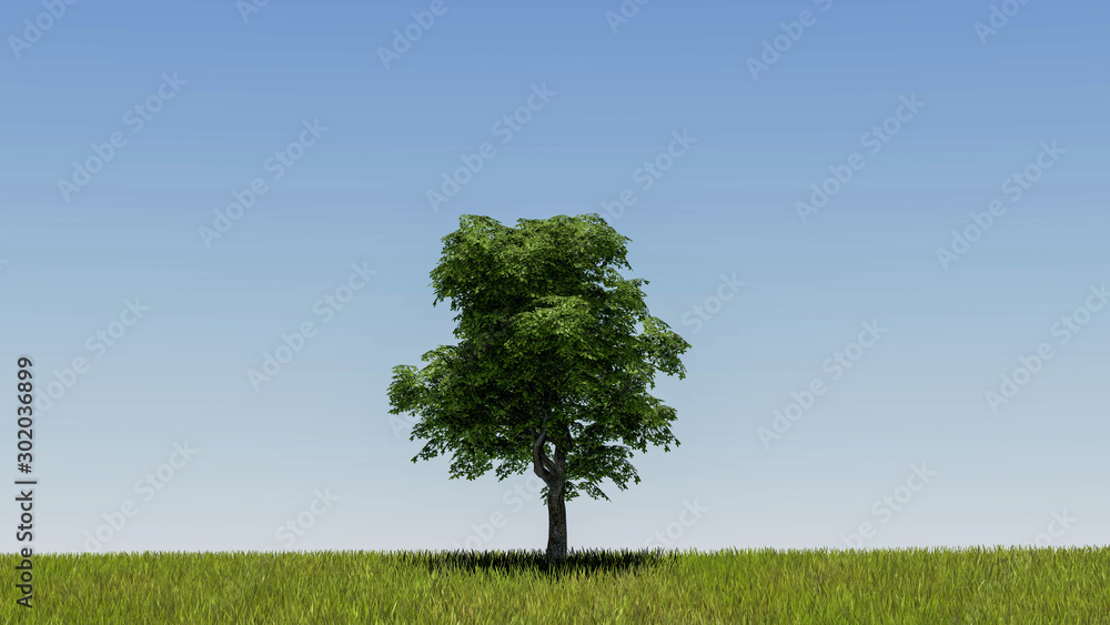 Fototapeta premium One Tree At Sky Background 3D Rendering