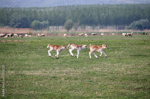 Fototapeta Naklejka Na Ścianę i Meble -  three young calves run across the field