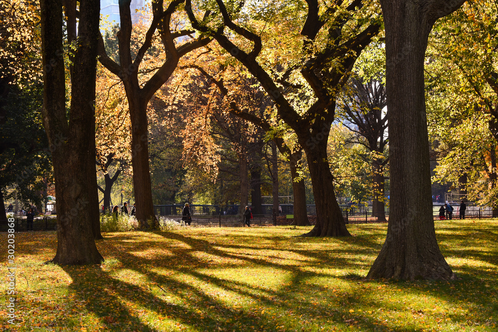Fototapeta premium Beautiful autumn park. Autumn in New York. Autumn trees and leaves. Autumn Landscape.Park in Autumn. Forest in Autumn.