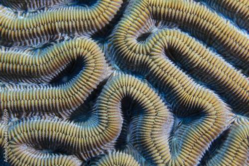 Close up of coral structure © aquapix