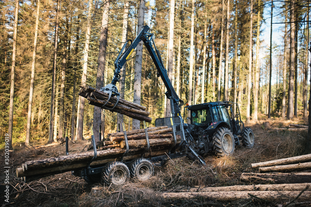 Heavy industrial machinery working in the forest. Harvester in a spruce forest working with logs. Heavy machinery. Heavy industrial machinery working in the forest. Harvester in a spruce forest working with logs. Heavy machinery.
