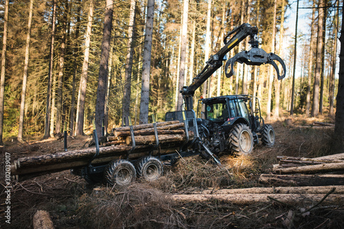 Heavy industrial machinery working in the forest. Harvester in a spruce forest working with logs. Heavy machinery. 