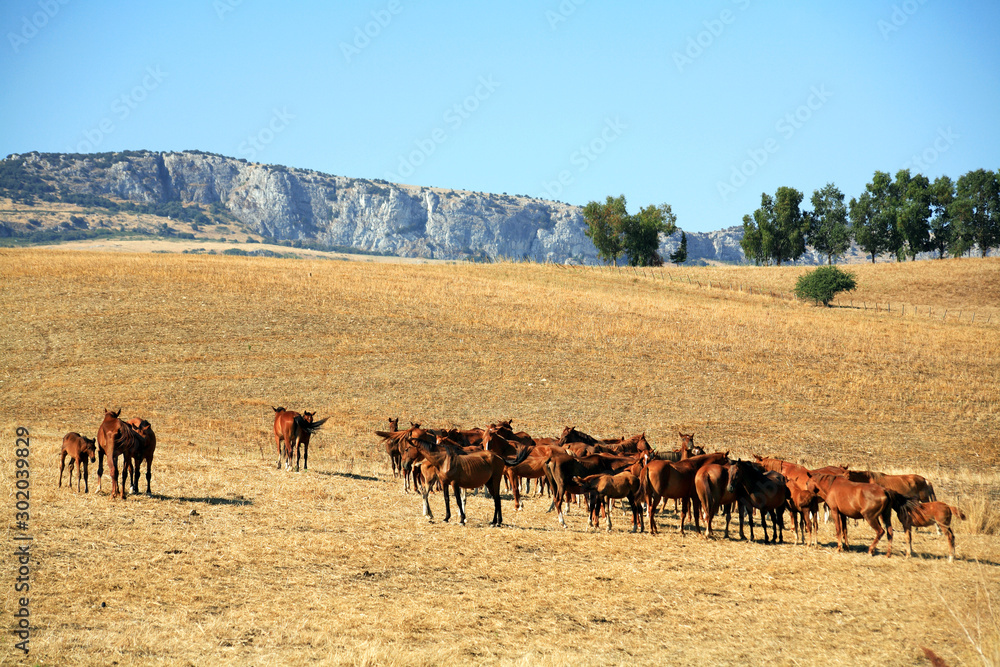 campo cavalli sicilia